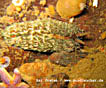 Eine der größsten Fadenschnecken. Sie kann bis zu 12 cm. lang werden. Farbe: blaßrot bis bräunlich schimmernd. Sie ernährt sich von Seenelken und Seeanemonen. Tiefe: 0 bis 800 Meter, Vorkommen vom Golf von Biscaya bis Norwegen