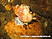 Das Gehäuse der Wellhornschnecke kann bis zu 25 cm. groß werden. Sie lebt in 5 bis 50 m. Tiefe. Ihre Eigelege sind kugelförmig ( Oft legen mehrere Schnecken gleichzeitig einen Leichklumpen an ). Vorkommen von Nordatlantik bis zum Mittelmeer