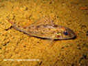 Der Kaulbarsch kann bis zu 20 cm. groß werden und lebt in Süß- und Brackwasser