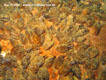 Diese Süßwassermuscheln findet man im ganzen See