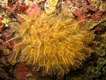 bis 2 cm., 1 bis 50 m.,  bilden kleine Kolonien , verbreitet im Atlantik